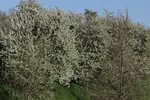IMG_2233.JPG